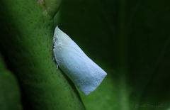 Colgaroides acuminata