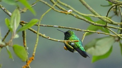 Colibri cyanotus