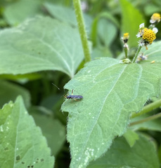 Garganus gracilentus