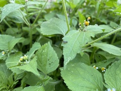 Garganus gracilentus