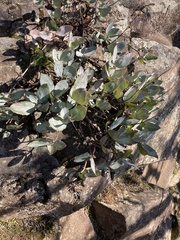 Penstemon barrettiae