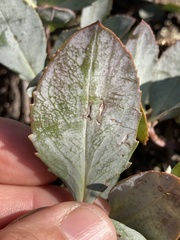 Penstemon barrettiae
