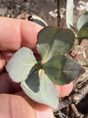 Penstemon barrettiae