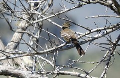 Elaenia sordida