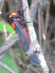 Huechys sanguinea