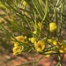 Fine-leaf Desert Cassia - Photo (c) Bruce McLennan, some rights reserved (CC BY-NC), uploaded by Bruce McLennan