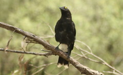 Strepera graculina graculina