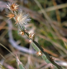 Baccharis crispa