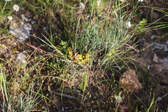 Lomandra collina