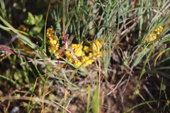 Lomandra collina