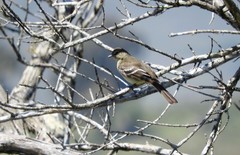 Elaenia sordida