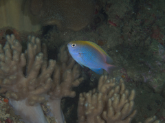 Chrysiptera bleekeri