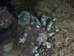 Cyclocoeloma tuberculatum