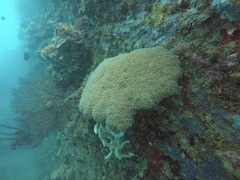 Physogyra lichtensteini