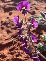 Swainsona canescens