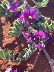 Swainsona canescens