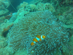 Amphiprion percula
