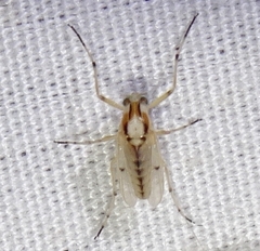 Coelotanypus concinnus