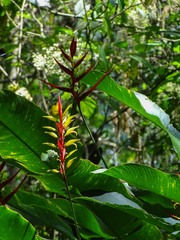 Heliconia subulata