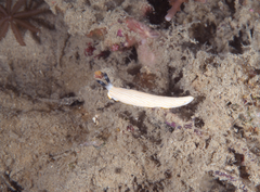 Dermatobranchus albus