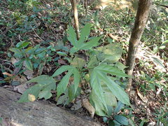 Scaphium scaphigerum