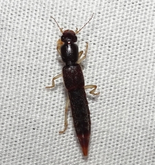 Pinophilus