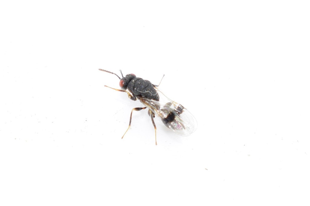 Sycophila biguttata