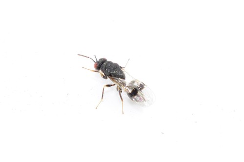 Sycophila