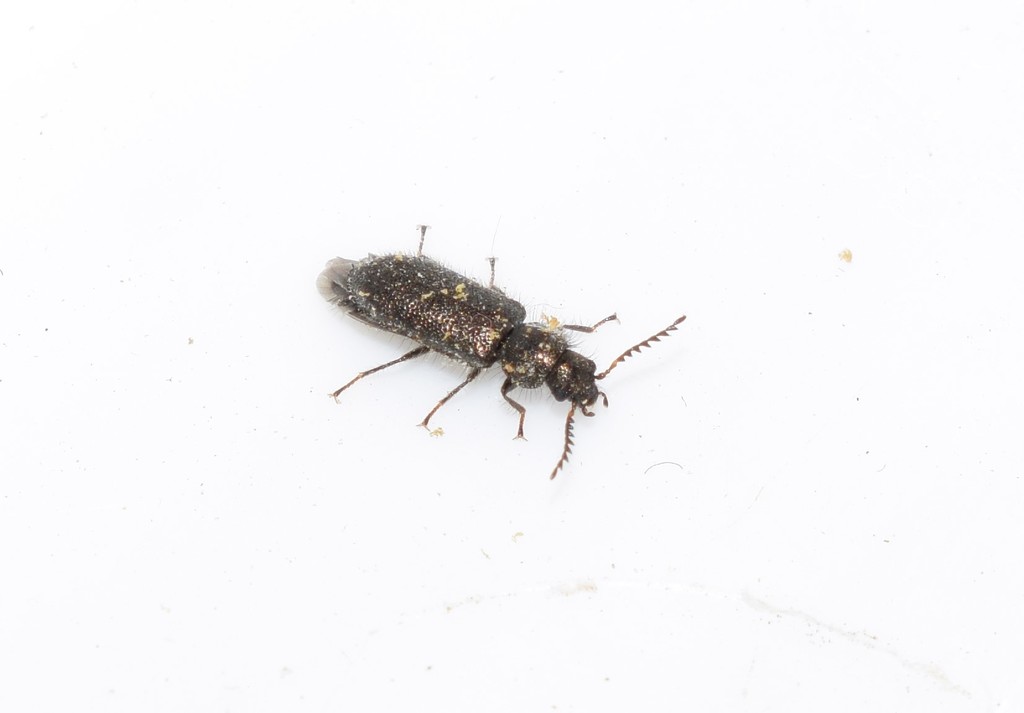 Aplocnemini