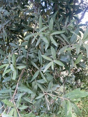 Pittosporum bicolor