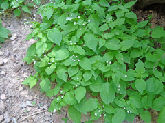 Circaea alpina pacifica