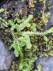 Selaginella douglasii