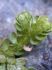 Selaginella douglasii