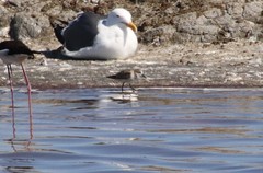 Calidris minuta