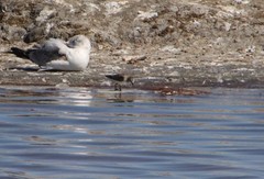 Calidris minuta