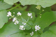 Circaea alpina pacifica