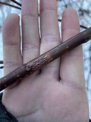 Neolasioptera cornicola