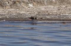 Calidris minuta