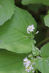 Circaea alpina pacifica