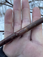 Neolasioptera cornicola