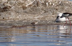 Calidris minuta