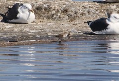 Calidris minuta