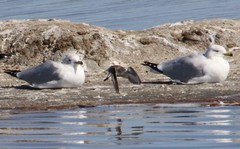 Calidris minuta