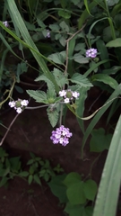 Lantana megapotamica