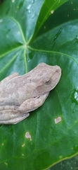 Boana platanera