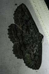 Melanodes anthracitaria