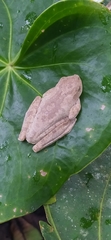 Boana platanera
