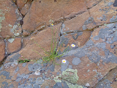 Erigeron arenarioides