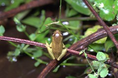 Dendropsophus carnifex