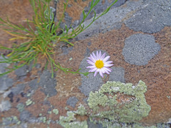 Erigeron arenarioides
